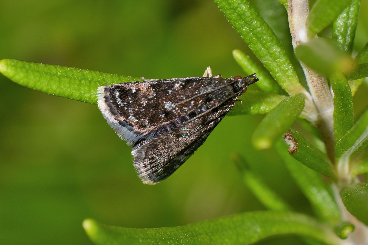 Choreutidae? No, Crambidae - Heliothela wulfeniana